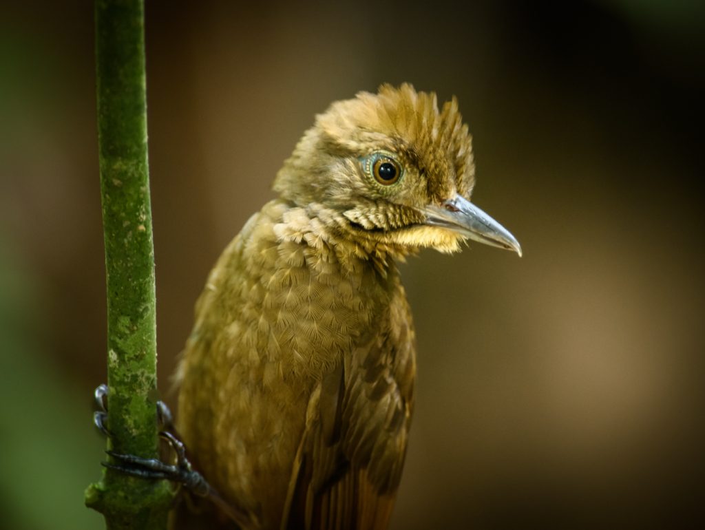 Tawnywinged Woodcreeper - Linda Rodgers